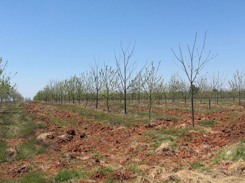 Smallholding For Sale In Koster - Photo 8