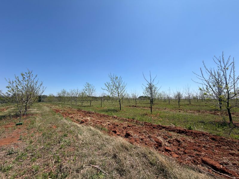 Smallholding For Sale In Koster - Photo 6
