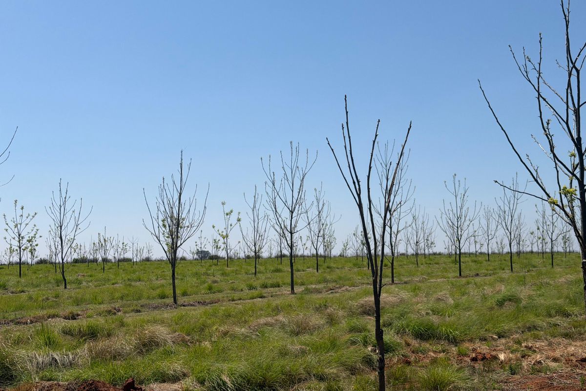 An expansive open field featuring a young orchard with rows of saplings set against a clear blue sky.