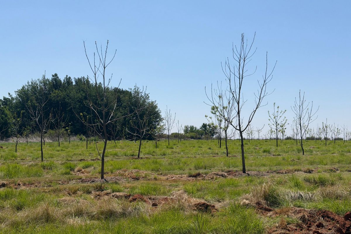 A view of a small holding featuring a young orchard with newly planted trees set within an open grassy field.