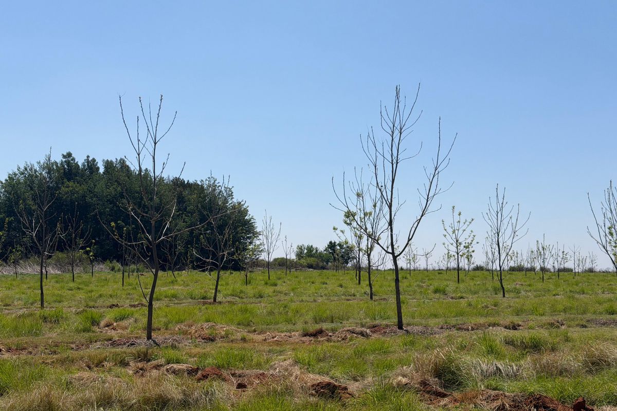 A view of the open land featuring a young orchard with newly planted trees set within a grassy field.
