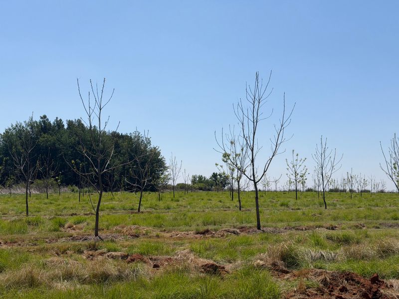 Smallholding For Sale In Koster - Photo 4
