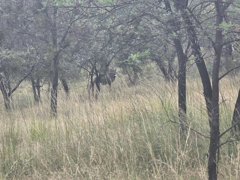 Vacant Land Residential For Sale In Rustenburg - Photo 8