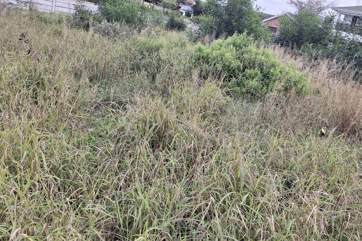 A view of an undeveloped residential plot covered in tall, overgrown grass and wild vegetation, bordered by a perimeter wall.