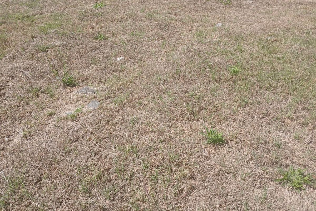 A view of the vacant residential land featuring dry grass and scattered weeds across the plot.