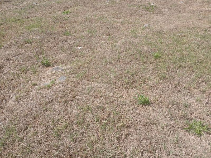 A view of the vacant residential land featuring dry grass and scattered weeds across the plot.