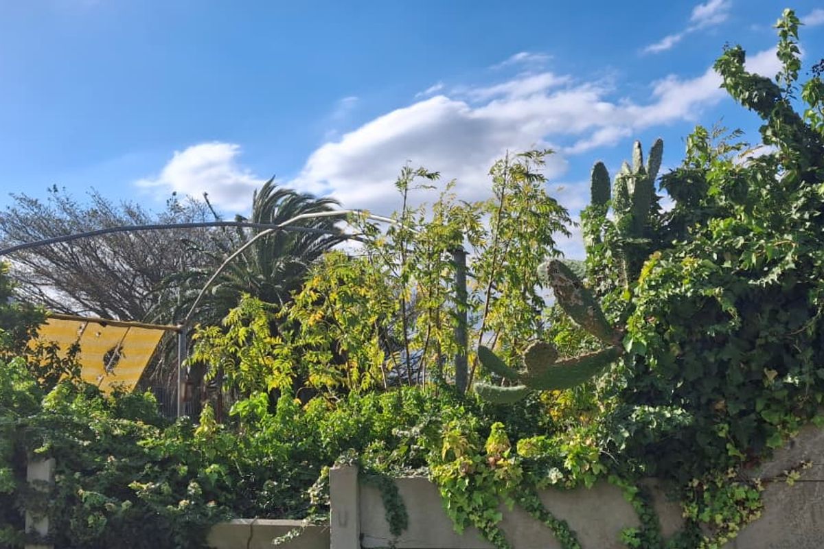 A view of a residential garden area featuring a concrete boundary wall and an overgrown metal frame structure with damaged shade covering.