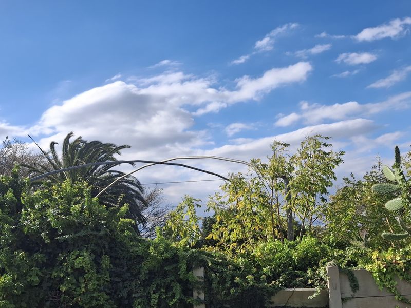 A view of a residential garden featuring mature trees, overgrown vegetation, a metal garden arch, and a precast concrete boundary wall.