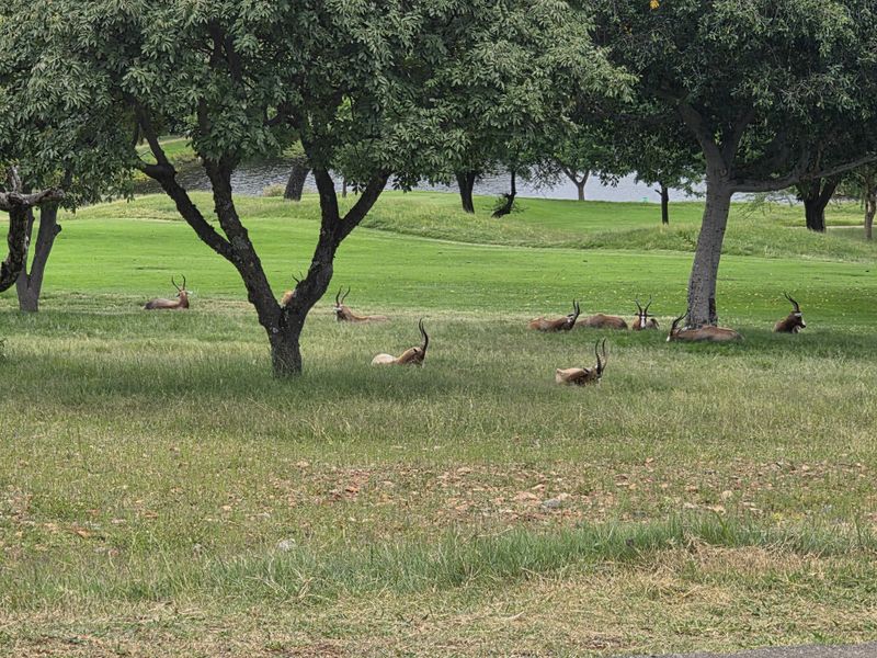 Vacant Land Residential For Sale In Hartbeespoort - Photo 2