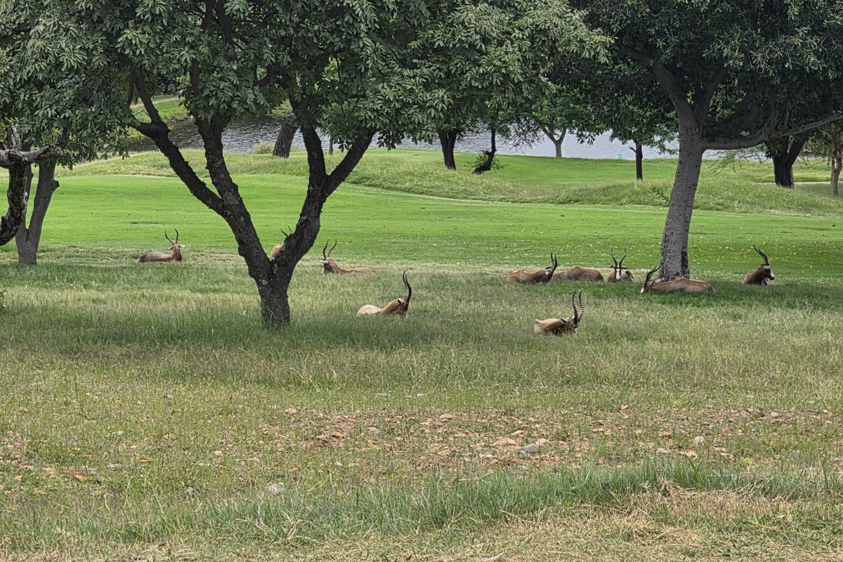 Vacant Land Residential For Sale In Hartbeespoort - Photo 2