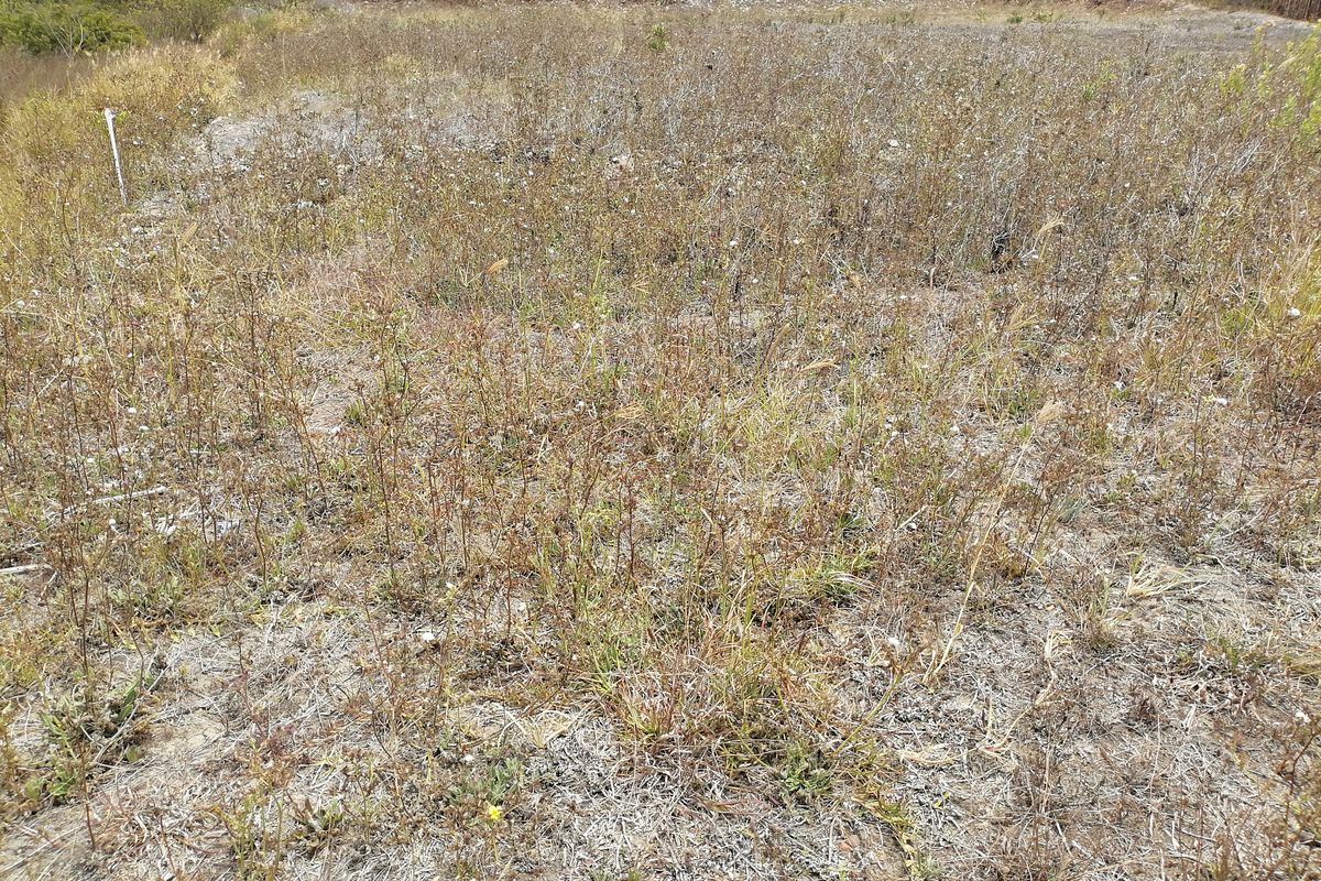 Vacant Land/Plot for Sale in C Place - Photo 4