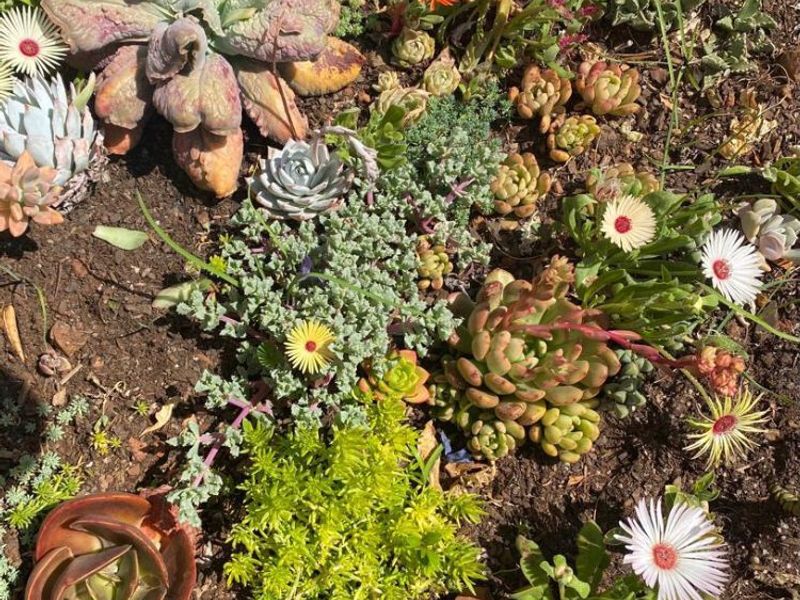 A vibrant, well-maintained garden bed featuring a diverse collection of flowering succulents and ground cover plants.