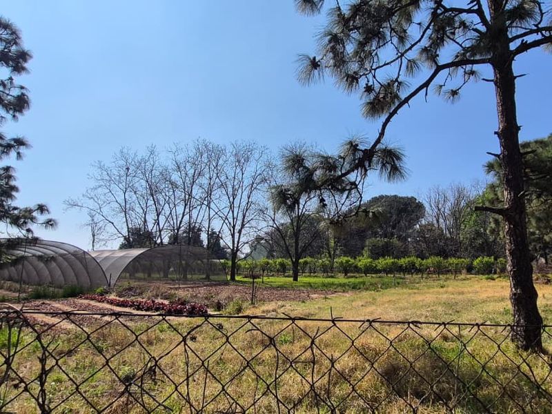 Expansive small holding garden featuring a tunnel greenhouse, established orchard, and mature pine trees enclosed by perimeter mesh fencing.