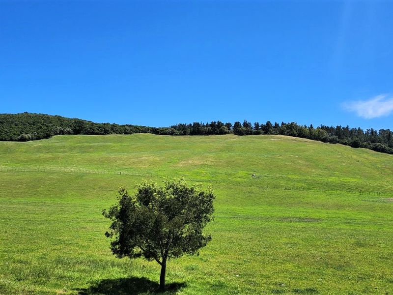 Gans Vallei Grazing Farm: A Paradise for Your Dreams - Photo 2