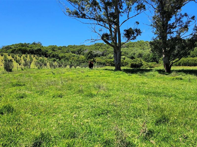 Gans Vallei Grazing Farm: A Paradise for Your Dreams - Photo 7
