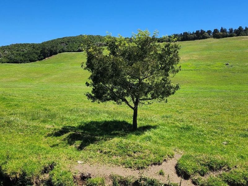 Gans Vallei Grazing Farm: A Paradise for Your Dreams - Photo 6