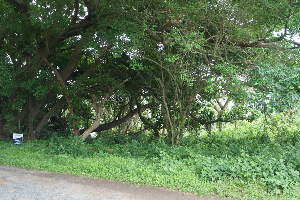 Expansive Vacant Land close to the Pennington beach - Photo 4