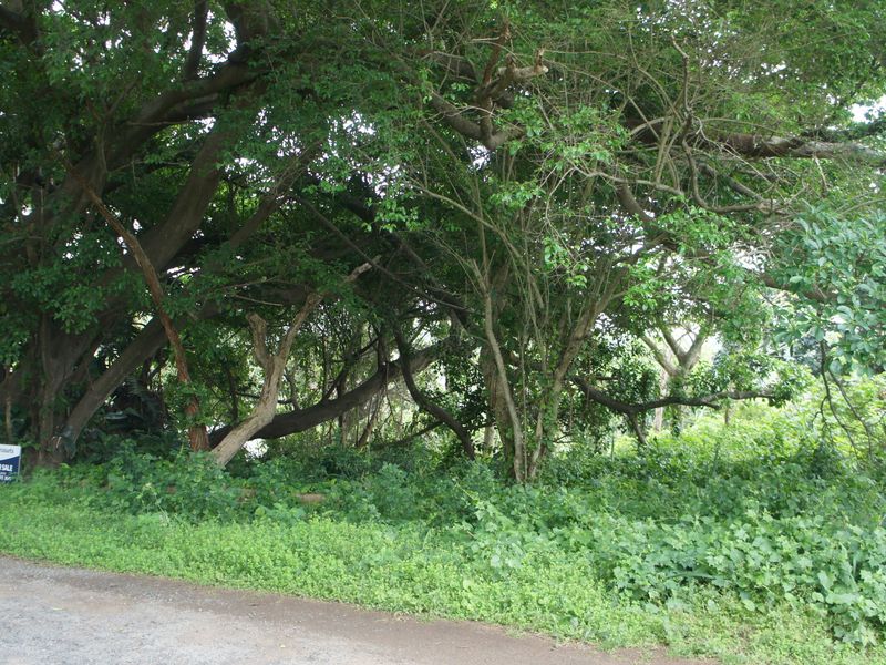 Expansive Vacant Land close to the Pennington beach - Photo 4