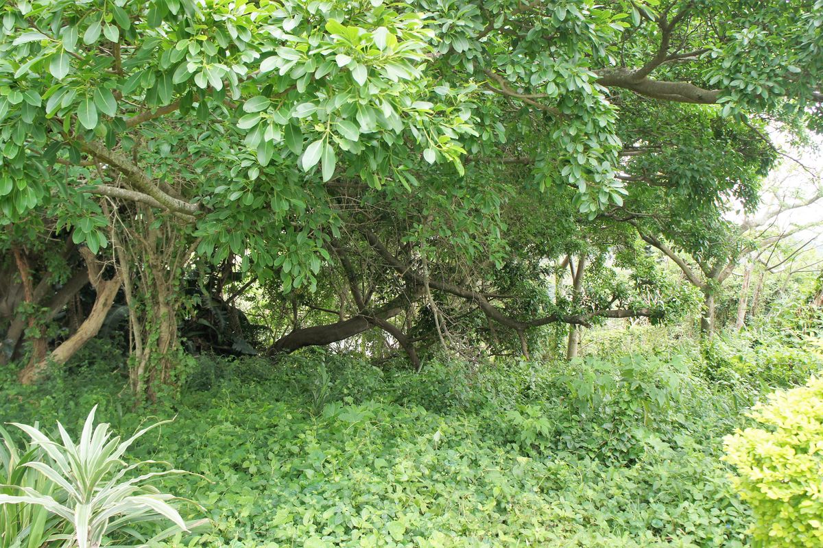 Expansive Vacant Land close to the Pennington beach - Photo 3