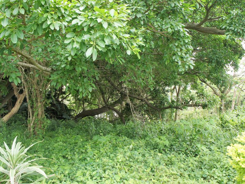 Expansive Vacant Land close to the Pennington beach - Photo 3