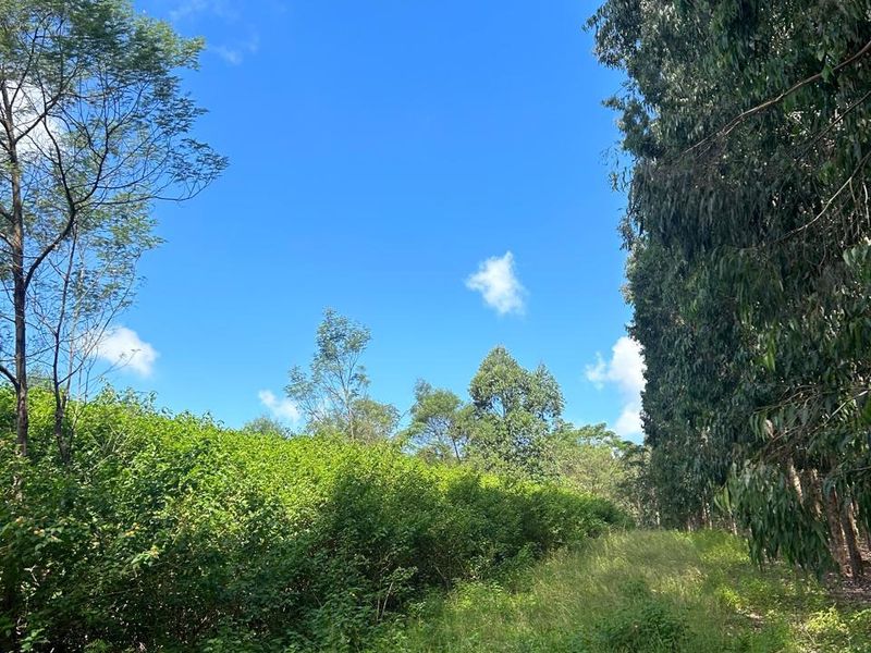 Vacant land, Mthonjaneni/Melmoth district - Photo 8