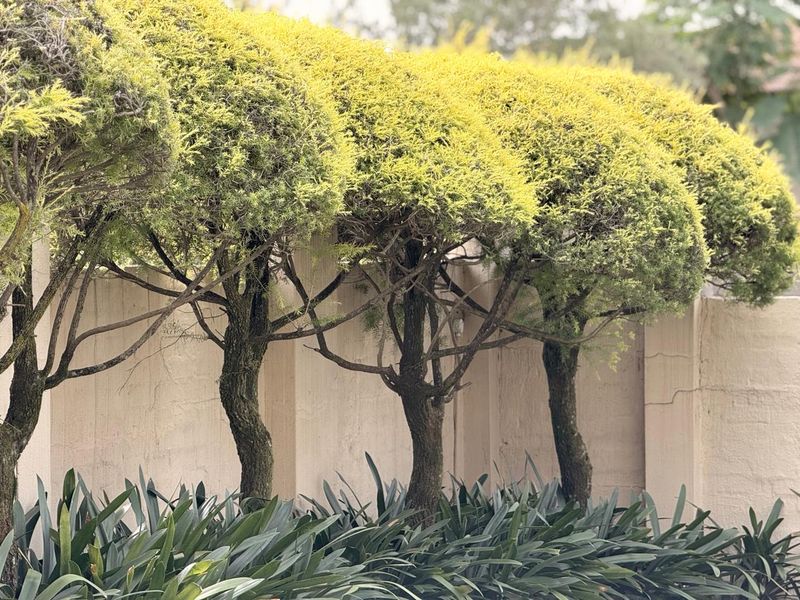 Secure 3 Bedroom Townhouse in Schuinshoogte Next to Aviary Hill - Photo 6