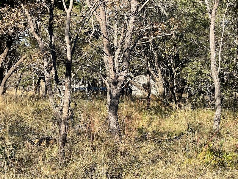 46 Ha of Bushveld Farm for Sale in Vaalwater - Photo 8