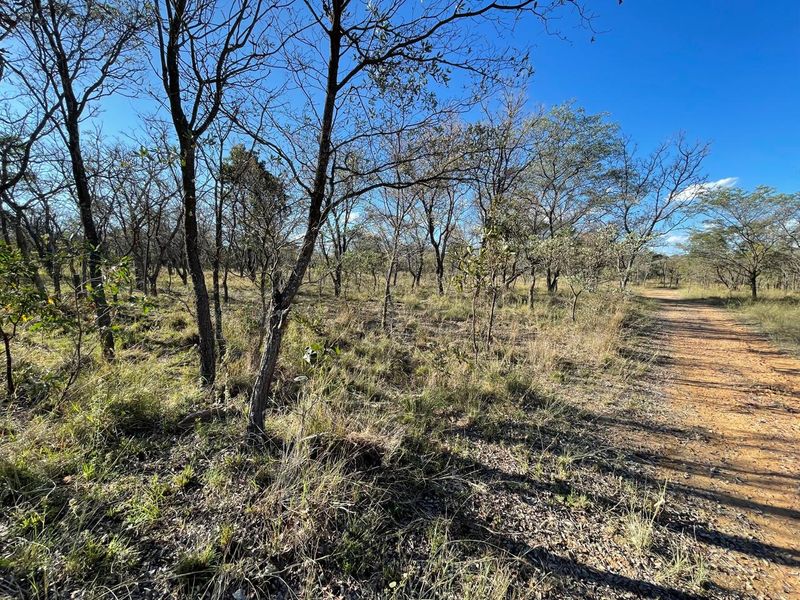 46 Ha of Bushveld Farm for Sale in Vaalwater - Photo 6