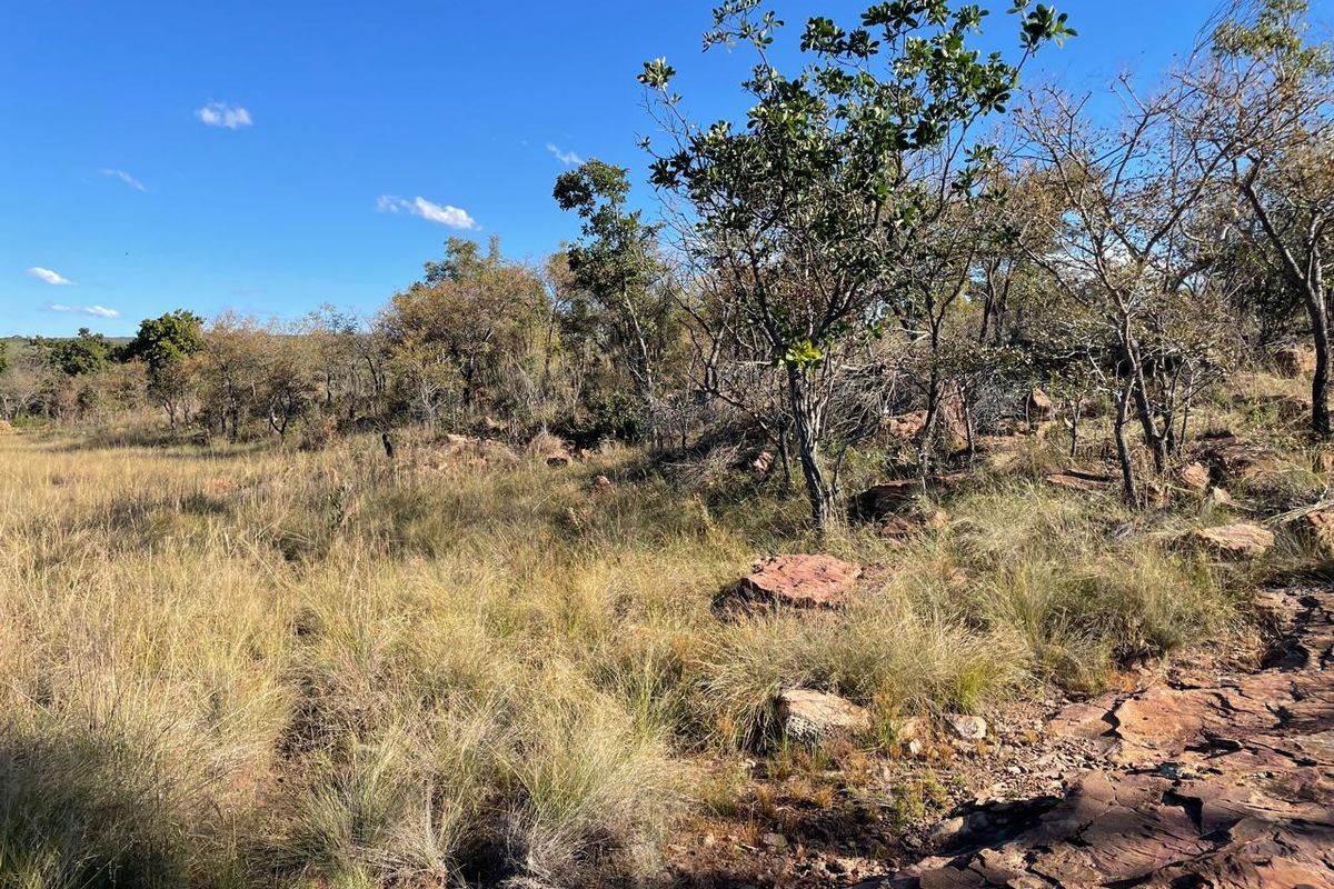 46 Ha of Bushveld Farm for Sale in Vaalwater - Photo 4