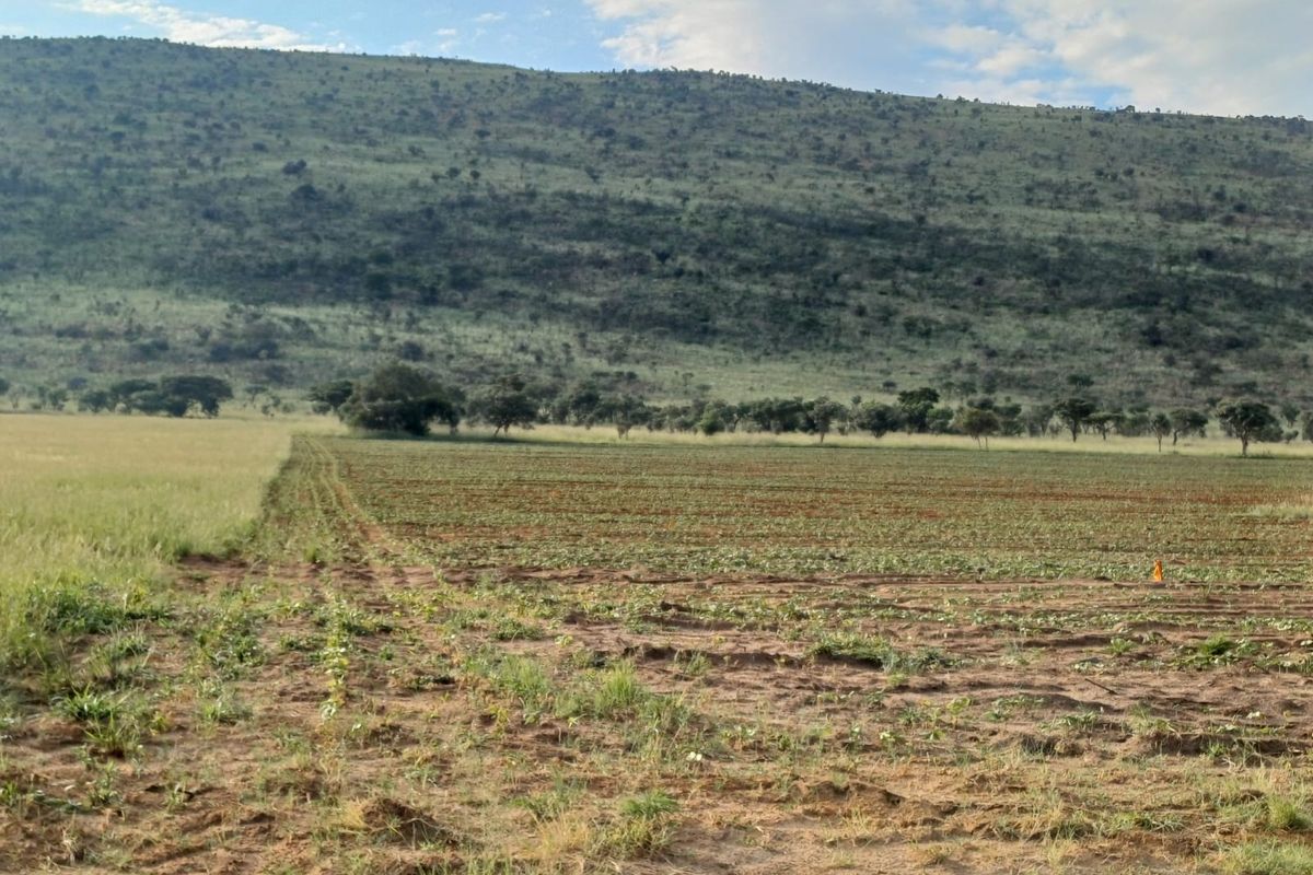 Farmland with High Earning Potential - Photo 5