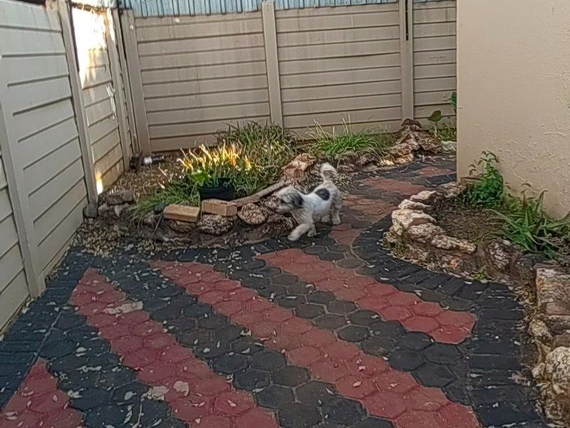 A rear garden area featuring patterned hexagonal paving, stone-edged garden beds, and secure perimeter walling with electric fencing.
