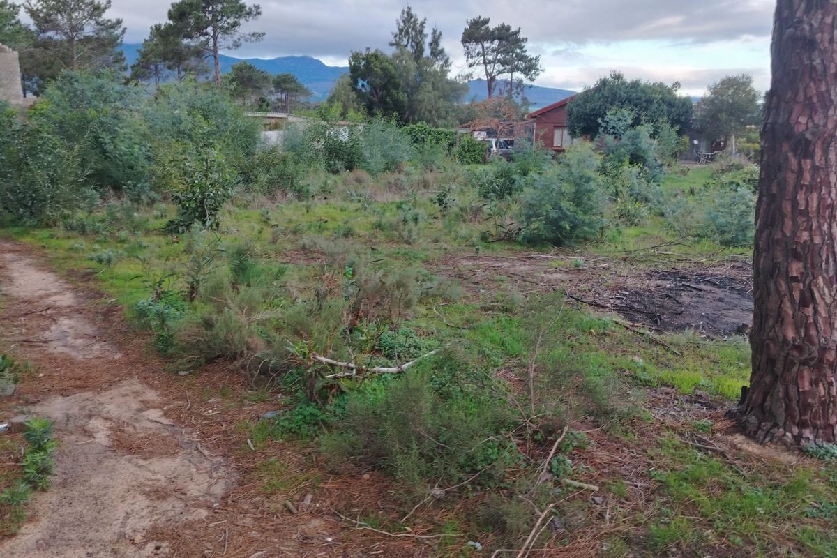 A view of a vacant residential plot featuring natural vegetation, mature trees, and an unpaved access path.