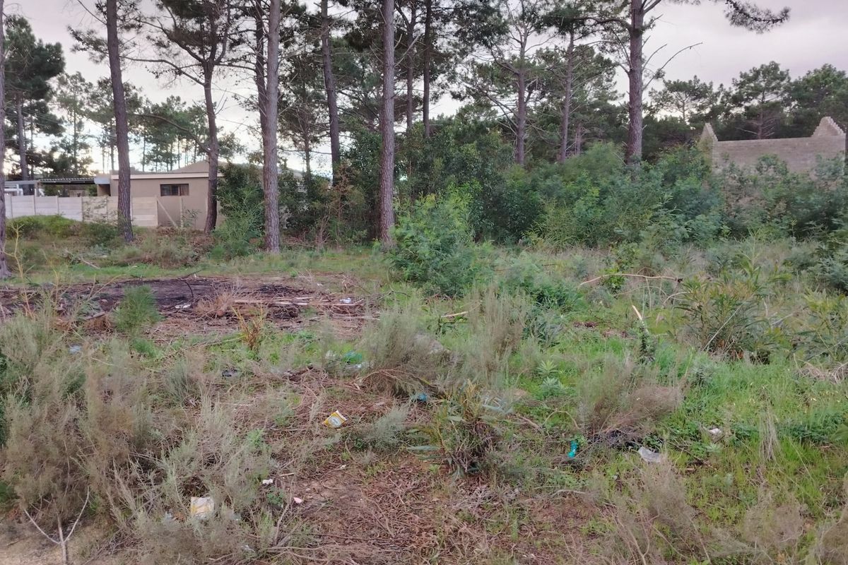 A vacant residential plot featuring mature pine trees and dense natural vegetation, offering a quiet setting for future development.