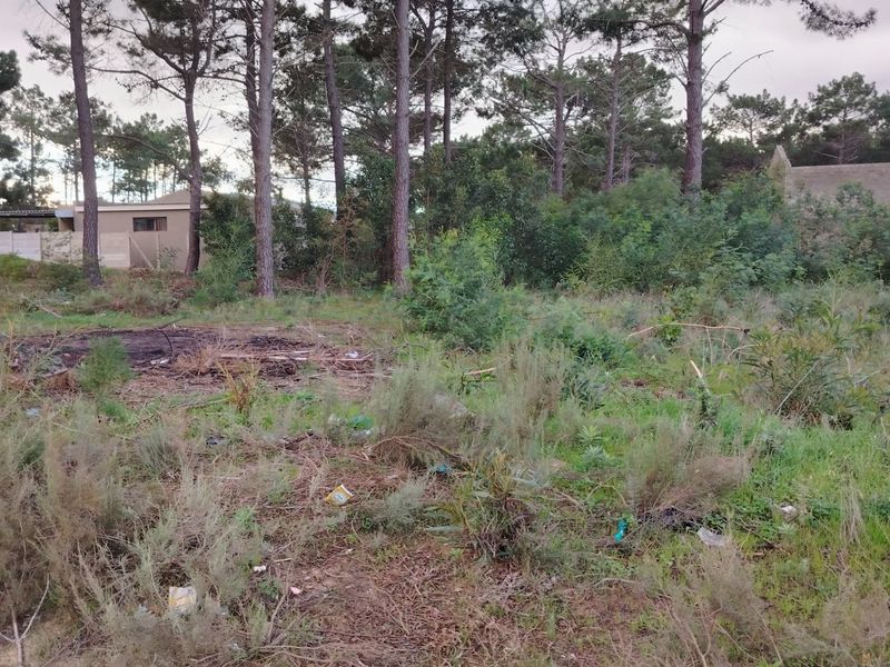 A vacant residential plot featuring mature pine trees and dense natural vegetation, offering a quiet setting for future development.