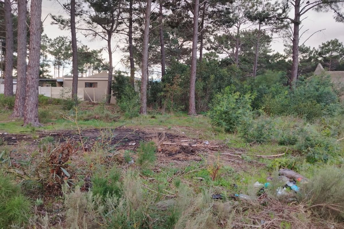 A view of a vacant residential plot featuring mature pine trees, dense natural vegetation, and visible ground debris.