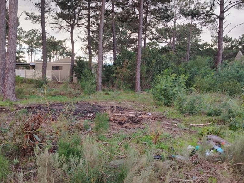 A view of a vacant residential plot featuring mature pine trees, dense natural vegetation, and visible ground debris.