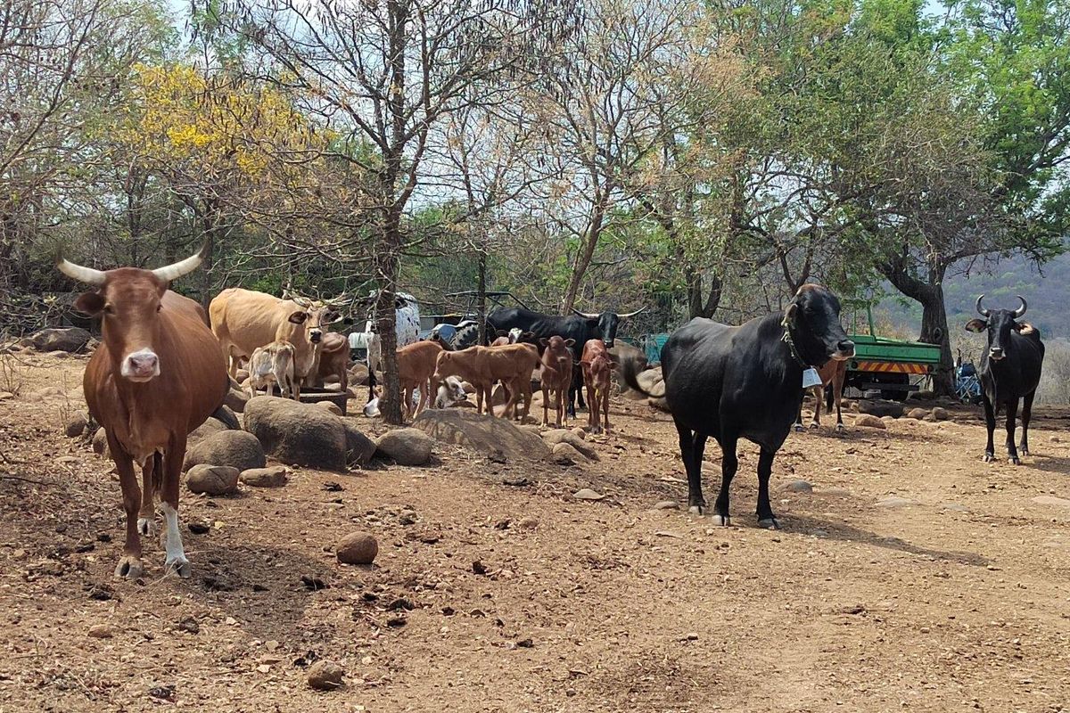 A view of the farm grounds featuring natural landscape and livestock grazing in an open outdoor area.
