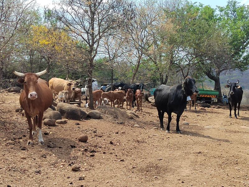 A view of the farm grounds featuring natural landscape and livestock grazing in an open outdoor area.