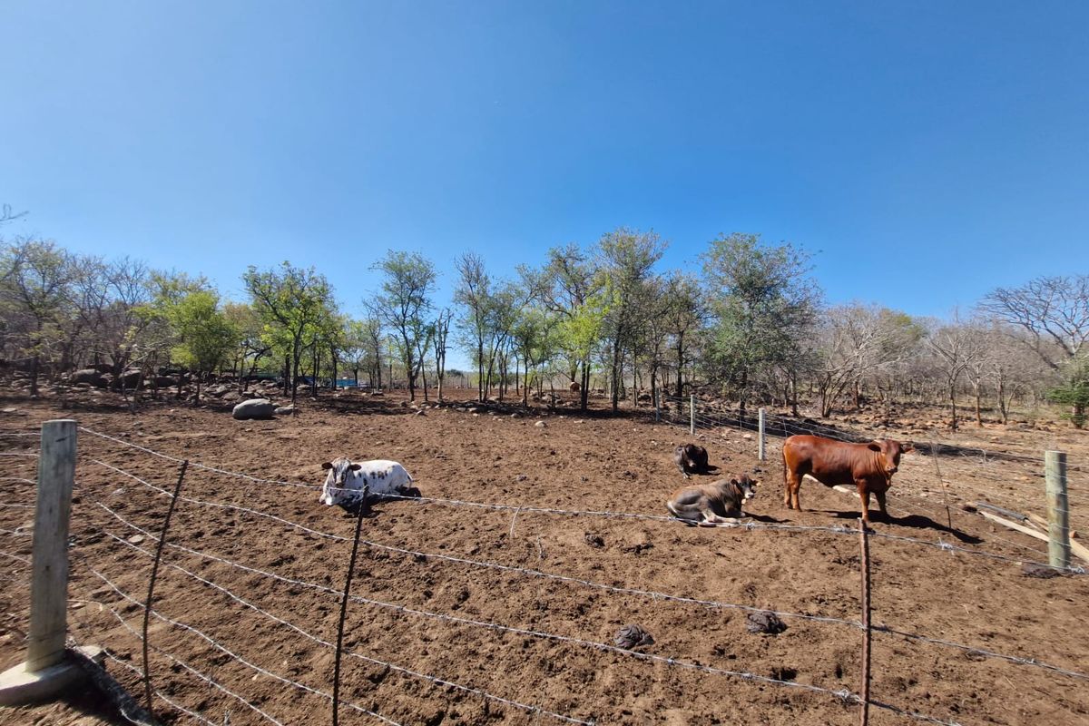 A view of a fenced farm paddock with natural vegetation and livestock.