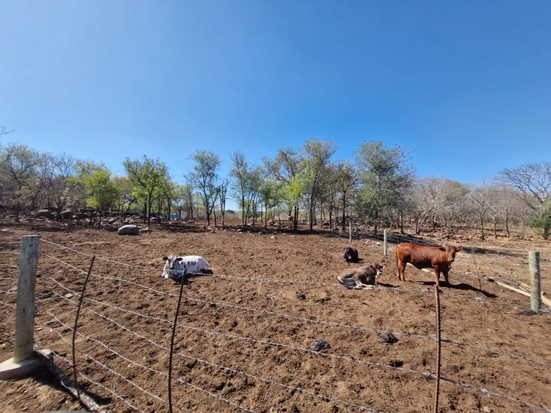 A view of a fenced farm paddock with natural vegetation and livestock.