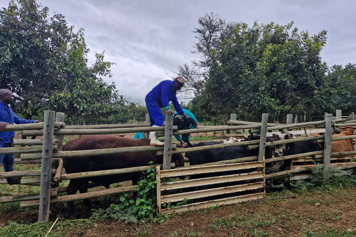 A functional timber cattle kraal with a metal gate used for livestock management on the farm.