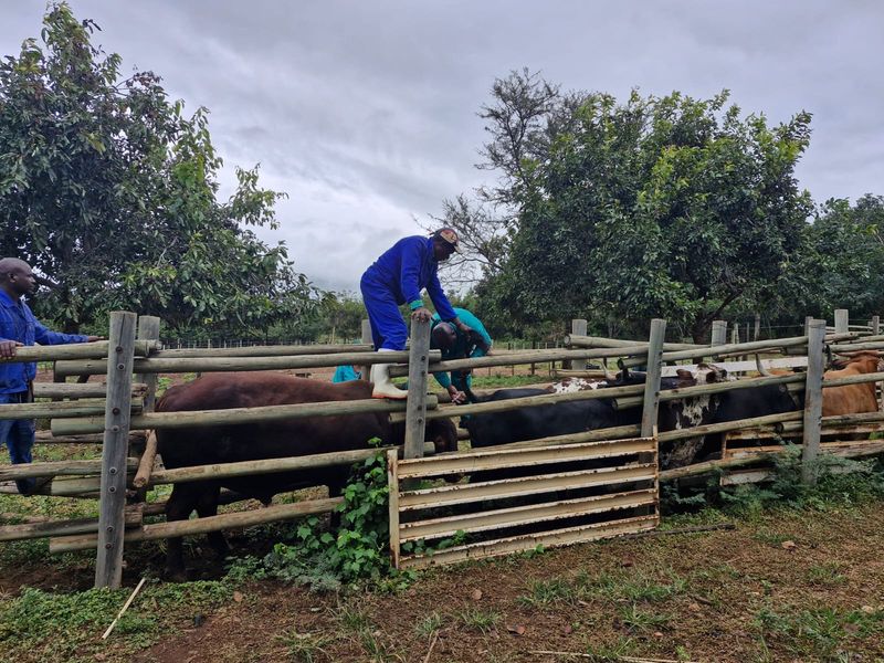 A functional timber cattle kraal with a metal gate used for livestock management on the farm.