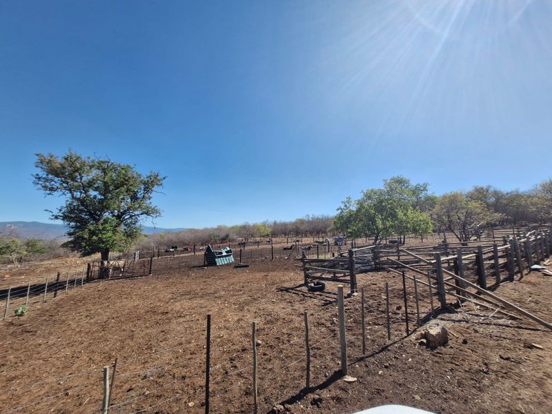 Expansive farm land featuring established trees, wire and wooden livestock fencing, and dedicated animal handling pens under a clear sky.