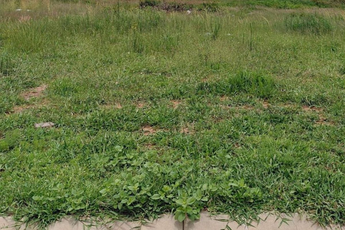 Prime Vacant Stand in Secure Casa Acasia Estate - Photo 3