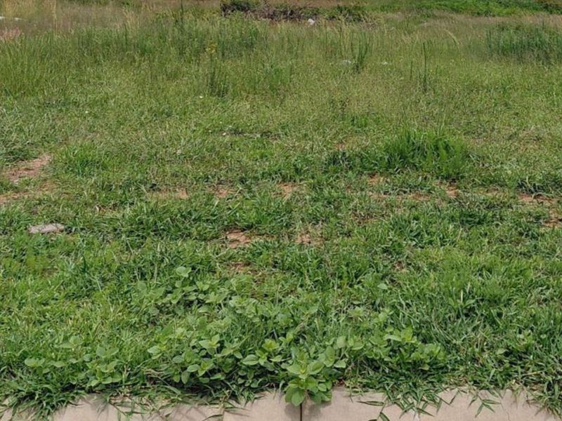 Prime Vacant Stand in Secure Casa Acasia Estate - Photo 3