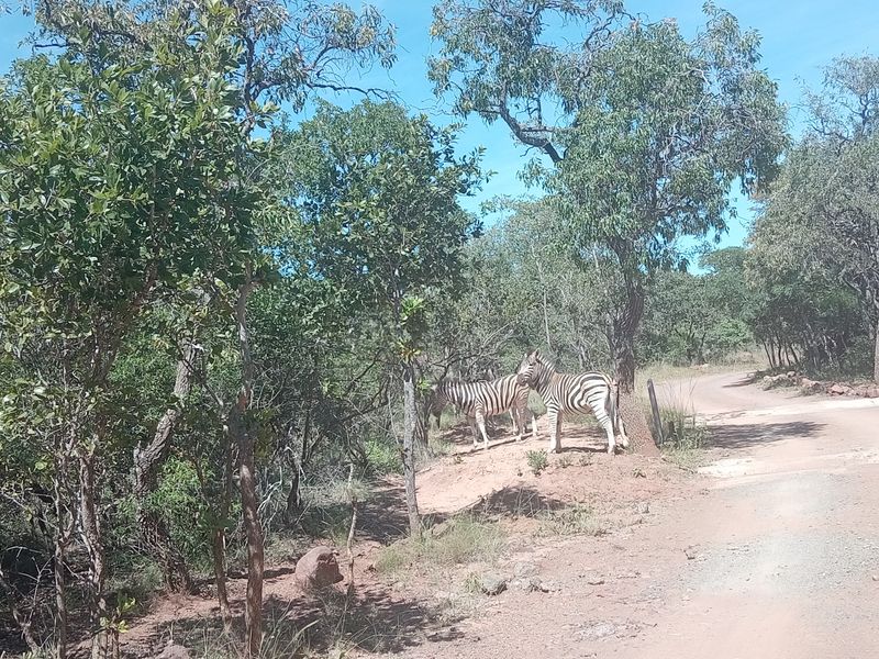 38-hectare farm offers a established, privately operated wildlife rehabilitation and conservation - Photo 5