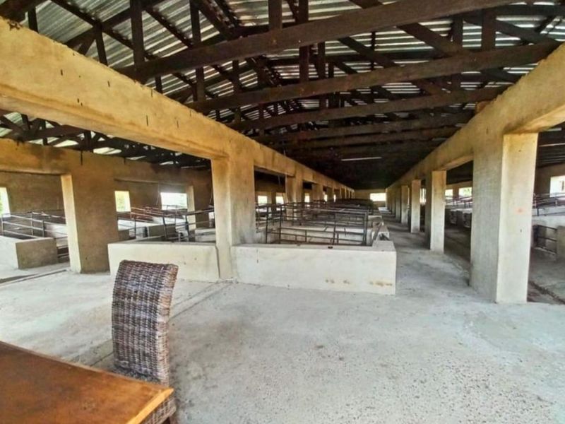 PIGGERY for 2000 pigs, CATTLE kraal, CHICKEN free range, HORSE STABLE - 3 Bedroom house - Photo 2