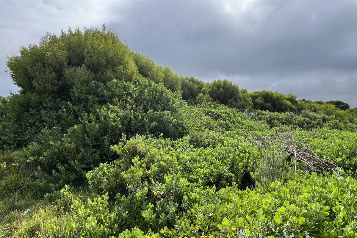 The Ultimate Corner Canvas: 892m2 - Photo 2