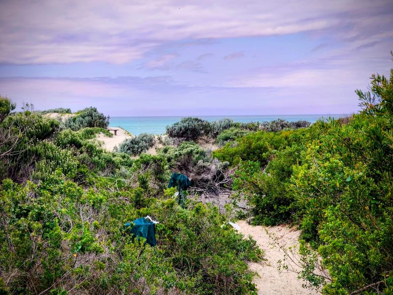 A scenic view of coastal sand dunes and native vegetation leading towards the ocean.