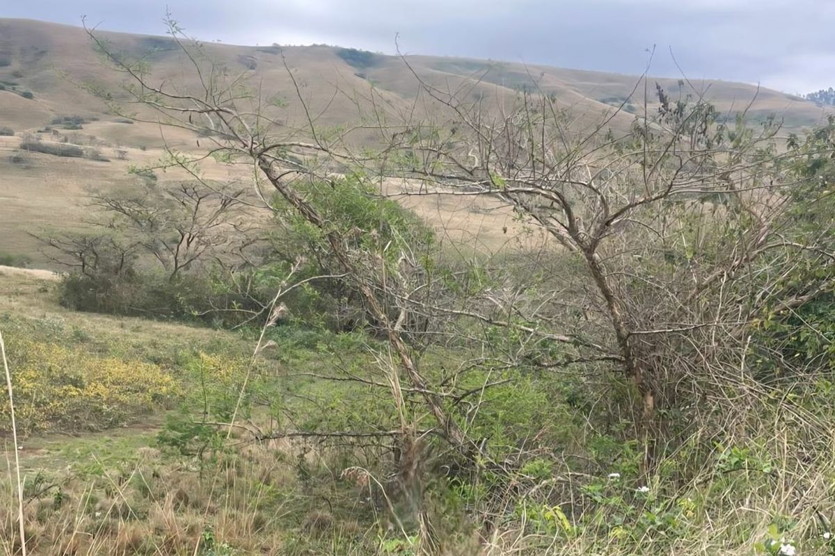 Vacant Land - 24 Hectares of Scenic Countryside – Prime Opportunity Near Richmond - Photo 4